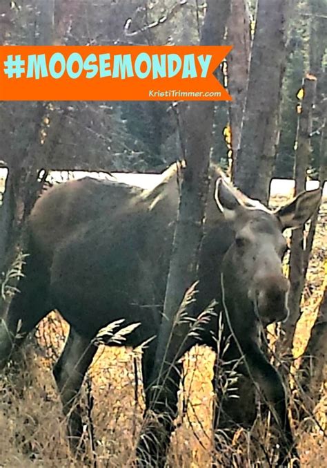 In a Facebook post, Bonnie Albert said that. . Monday moose